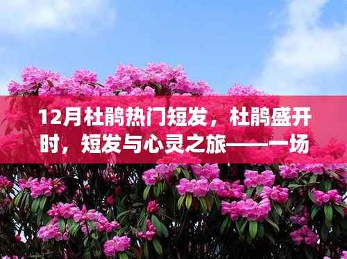 十二月杜鹃盛开之际,短发的心灵之旅与内心平静的冒险