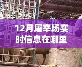 12月屠宰场实时信息查看指南