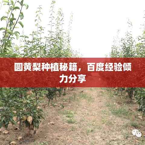 圆黄梨种植秘籍,百度经验倾力分享