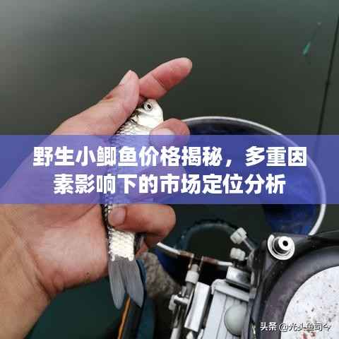 野生小鲫鱼价格揭秘,多重因素影响下的市场定位分析