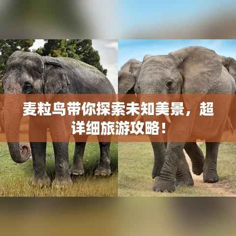 麦粒鸟带你探索未知美景,超详细旅游攻略!