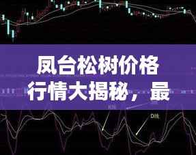 凤台松树价格行情大揭秘，最新报价与趋势分析